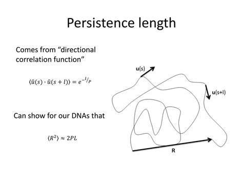 persistence length definition